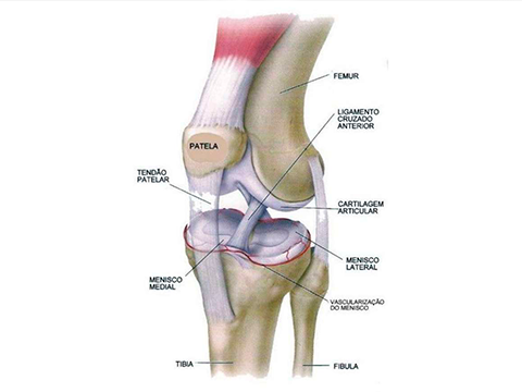Artroplastia Parcial do Joelho, a anatomia desta complexa articulação envolve várias estruturas, incluindo ossos, ligamentos, cartilagem, tendões e músculos.